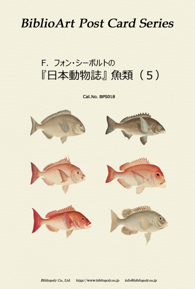 シーボルト-魚類-ポストカードセット